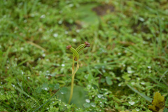 Habenaria grandifloriformis